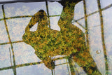 Rotala Rotundifolia Orange Juice_Aquarium Plant For Sale