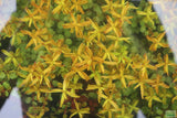 Rotala Rotundifolia Orange Juice_Aquarium Plant For Sale
