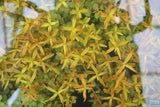 Rotala Rotundifolia Orange Juice_Aquarium Plant For Sale