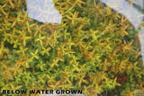 Rotala Rotundifolia Orange Juice_Aquarium Plant For Sale