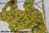 Rotala Rotundifolia Orange Juice_Aquarium Plant For Sale