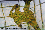 Rotala Rotundifolia Orange Juice_Aquarium Plant For Sale