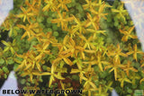 Rotala Rotundifolia Orange Juice_Aquarium Plant For Sale
