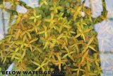 Rotala Rotundifolia Orange Juice_Aquarium Plant For Sale