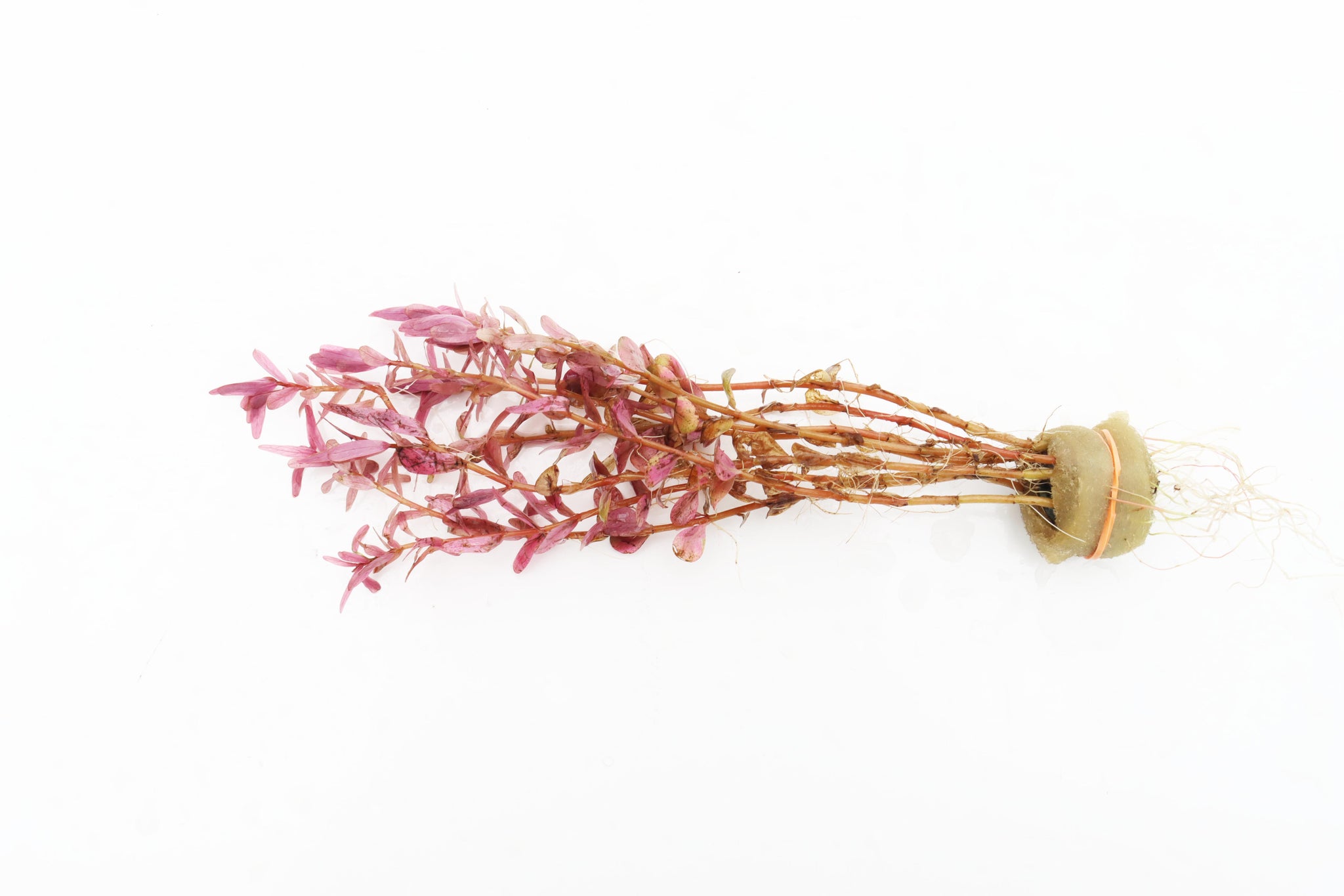 Red Ratangular Rotala Rotundifolia