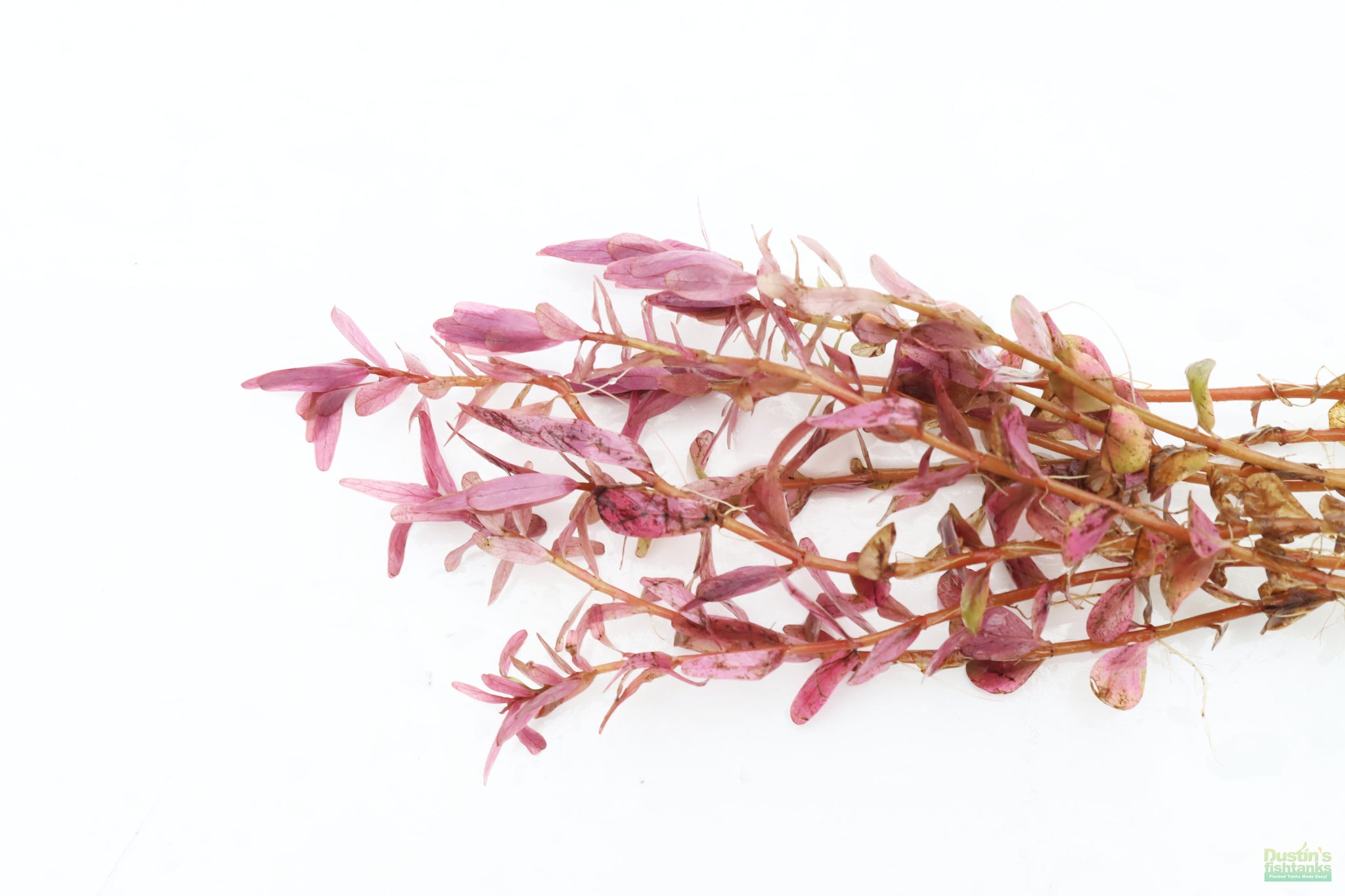 Red Ratangular Rotala Rotundifolia