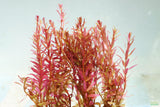 Rotala Rotundifolia Red_Hardy Red Aquarium Plant_Aquarium Plant For sale