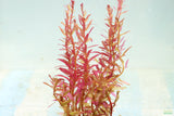 Rotala Rotundifolia Red_Hardy Red Aquarium Plant_Aquarium Plant For sale