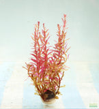 Rotala Rotundifolia Red_Hardy Red Aquarium Plant_Aquarium Plant For sale