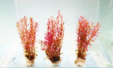 Rotala Rotundifolia Red_Hardy Red Aquarium Plant_Aquarium Plant For sale