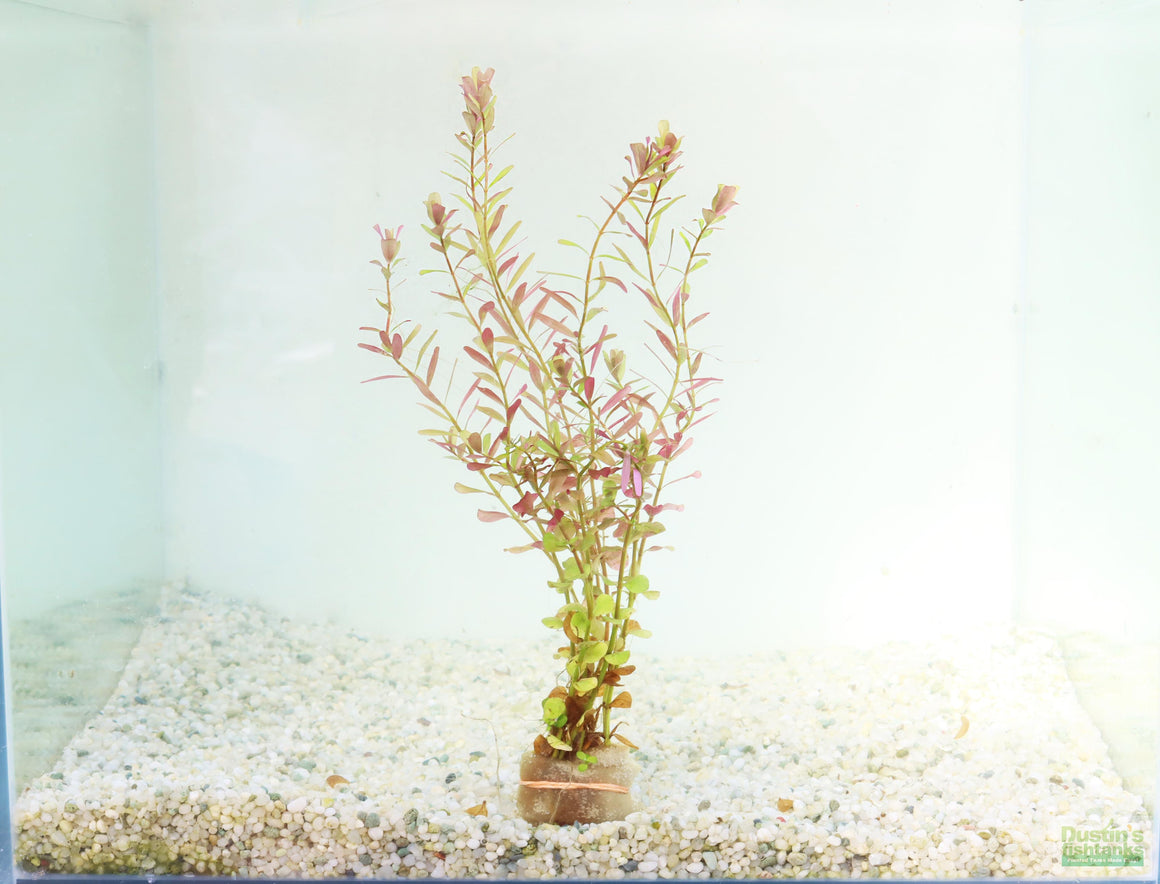 Indian Rotala Rotala (Rotala India and other Easy Rotala species for sale ...