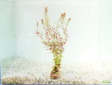 Rotala Rotundifolia Regular_Aquarium plant for sale_aquarium plants for sale
