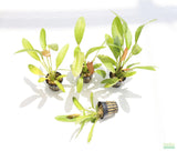 Rubin Sword_Echinodorus_The Red Monster_Aquarium Plant For Sale