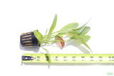 Rubin Sword_Echinodorus_The Red Monster_Aquarium Plant For Sale