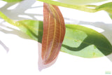 Rubin Sword_Echinodorus_The Red Monster_Aquarium Plant For Sale