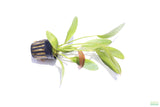 Rubin Sword_Echinodorus_The Red Monster_Aquarium Plant For Sale