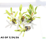 Rubin Sword_Echinodorus_The Red Monster_Aquarium Plant For Sale