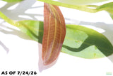 Rubin Sword_Echinodorus_The Red Monster_Aquarium Plant For Sale