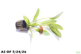 Rubin Sword_Echinodorus_The Red Monster_Aquarium Plant For Sale