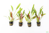Rubin Sword_The Red Monster_Echinodorus_Aquarium Plant For Sale