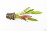 Rubin Sword_The Red Monster_Echinodorus_Aquarium Plant For Sale