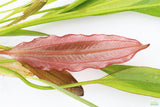 Rubin Sword_The Red Monster_Echinodorus_Aquarium Plant For Sale