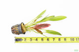 Rubin Sword_The Red Monster_Echinodorus_Aquarium Plant For Sale