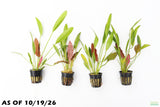 Rubin Sword_The Red Monster_Echinodorus_Aquarium Plant For Sale