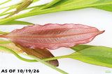Rubin Sword_The Red Monster_Echinodorus_Aquarium Plant For Sale