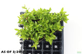 Staurogyne Repens_Regular Rugged Foreground Aquarium Plant For Sale