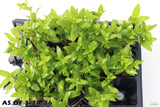 Staurogyne Repens_Regular Rugged Foreground Aquarium Plant For Sale