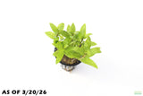 Staurogyne Repens_Regular Rugged Foreground Aquarium Plant For Sale