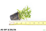 Staurogyne Repens_Regular Rugged Foreground Aquarium Plant For Sale