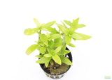 Staurogyne Repens_Regular Rugged Foreground Plant For Sale