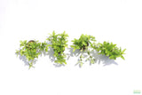 Staurogyne Repens_Rugged Foreground Aquarium Plant For Sale