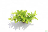 Staurogyne Repens_Rugged Foreground Aquarium Plant For Sale