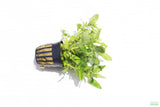 Staurogyne Repens_Rugged Foreground Aquarium Plant For Sale