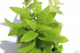 Staurogyne Repens_Rugged Foreground Aquarium Plant For Sale
