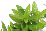 Staurogyne Repens_Rugged Foreground Aquarium Plant For Sale