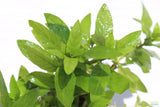 Staurogyne Repens_Rugged Foreground Aquarium Plant For Sale