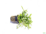 Staurogyne Repens_Rugged Foreground Aquarium Plant For Sale