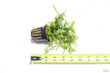 Staurogyne Repens_Rugged Foreground Aquarium Plant For Sale