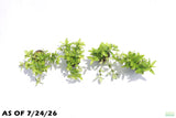 Staurogyne Repens_Rugged Foreground Aquarium Plant For Sale
