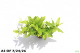 Staurogyne Repens_Rugged Foreground Aquarium Plant For Sale