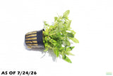 Staurogyne Repens_Rugged Foreground Aquarium Plant For Sale