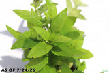 Staurogyne Repens_Rugged Foreground Aquarium Plant For Sale