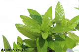 Staurogyne Repens_Rugged Foreground Aquarium Plant For Sale