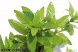 Staurogyne Repens_Rugged Foreground Aquarium Plant For Sale