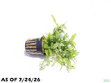 Staurogyne Repens_Rugged Foreground Aquarium Plant For Sale