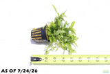 Staurogyne Repens_Rugged Foreground Aquarium Plant For Sale